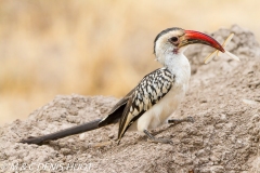 calao à bec rouge / red-billed hornbill