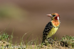 barbican à tête rouge / Red-and-yellow barbet