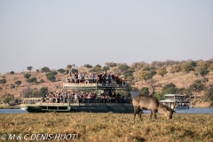 parc national de Chobe / Chobe national park