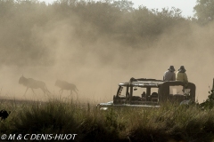 safari / Kenya