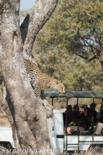 safari / Botswana