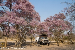 safari / Botswana