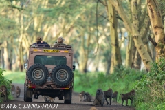 safari / Kenya