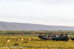 safari / Kenya