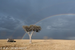 safari / Kenya