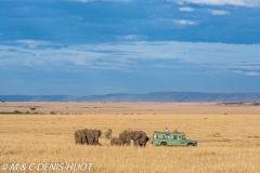 safari / Kenya