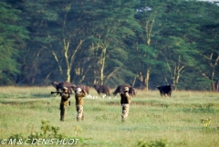 parc national de Nakuru / Nakuru national park