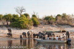 safari / Botswana