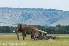 safari / Kenya