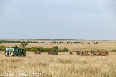 safari / Kenya