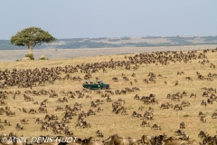 safari / Kenya