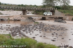 safari / Kenya