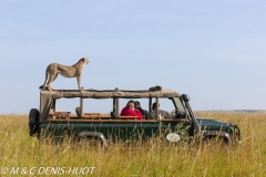 safari / Kenya