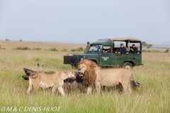 safari / Kenya