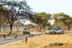 safari / Botswana
