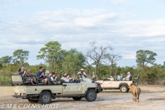 safari / Sabi Sands