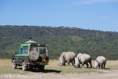 safari / Kenya