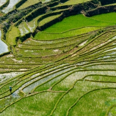 Viet Nam Viet Nam