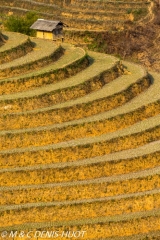 Viêt Nam