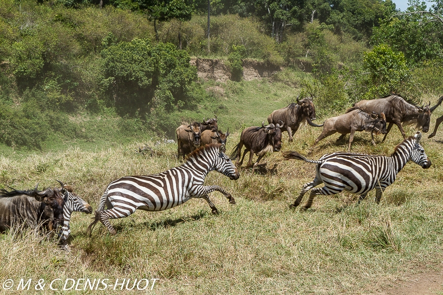 zèbre de Grant / Grant's zebra