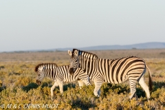 zèbre de Burchell / Burchell's zebra