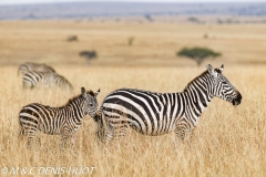zèbre de Grant / Grant's zebra