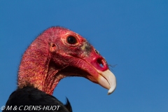 urubu / turkey vulture