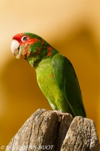 conure mitrée / mitred parakeet