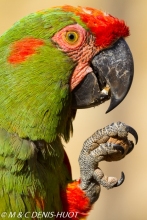 ara de Lafresnaye / red-fronted Macaw