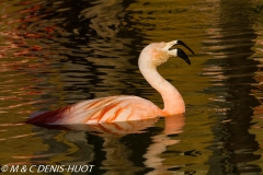 flamant du Chili / Chilean flamingo