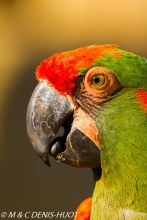 ara de Lafresnaye / red-fronted Macaw