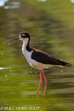 échasse d'Amérique / black-winged stilt