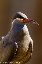 sterne inca / Inca tern