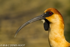 ibis à face noire / black-faced ibis