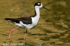 échasse d'Amérique / black-winged stilt