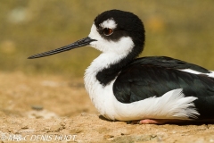 échasse d'Amérique / black-winged stilt