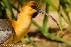 ibis à face noire / black-faced ibis
