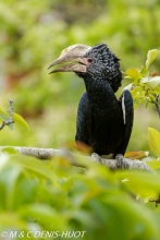 calao / hornbill