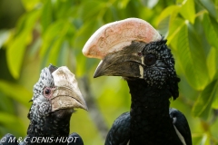 calao / hornbill