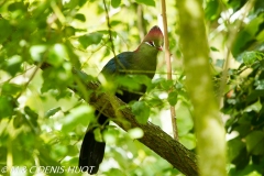 touraco / turaco