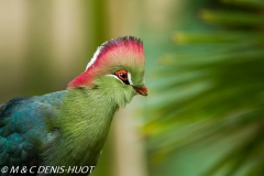 touraco / turaco