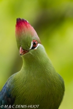 touraco / turaco