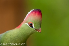 touraco / turaco