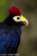 touraco / turaco