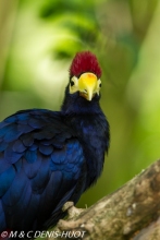 touraco / turaco