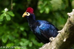 touraco / turaco