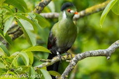 touraco / turaco