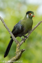 touraco / turaco