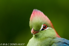 touraco / turaco