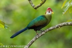 touraco / turaco